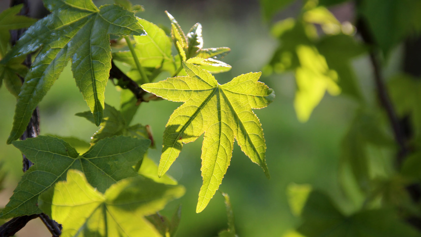 Liquidambar styraciflua leaves