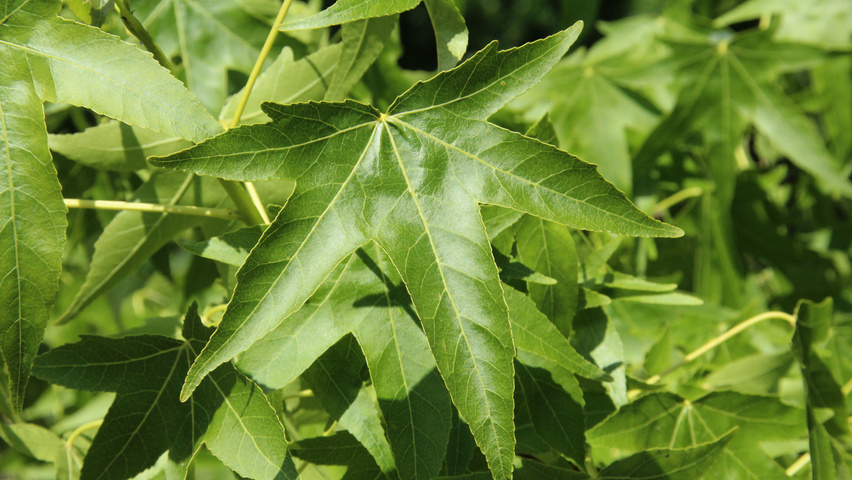 Liquidambar styraciflua leaves