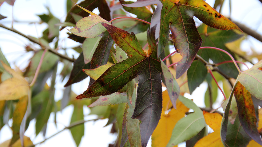 Liquidambar styraciflua 'Moraine' autumn leaves