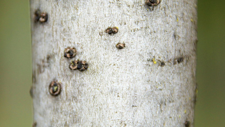 Liquidambar styraciflua 'Moraine' bark