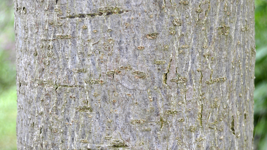 Liquidambar styraciflua 'Moraine' bark