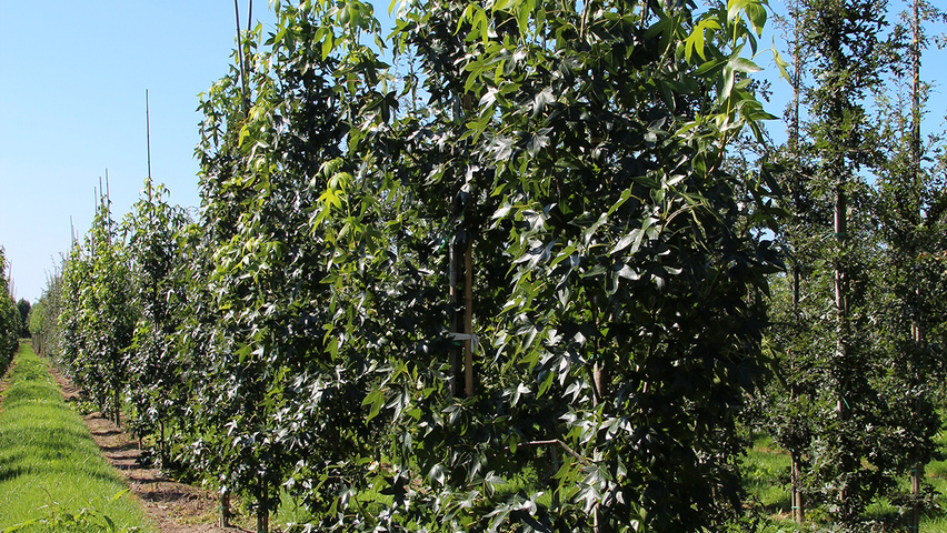 Liquidambar styraciflua 'Moraine' feathered
