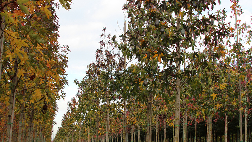 Liquidambar styraciflua 'Moraine' standard tree