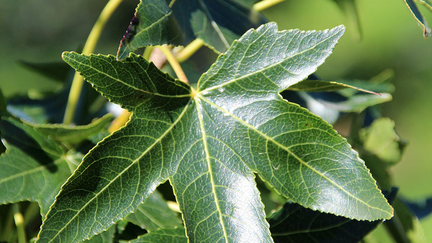 Liquidambar styraciflua 'Moraine' leaves