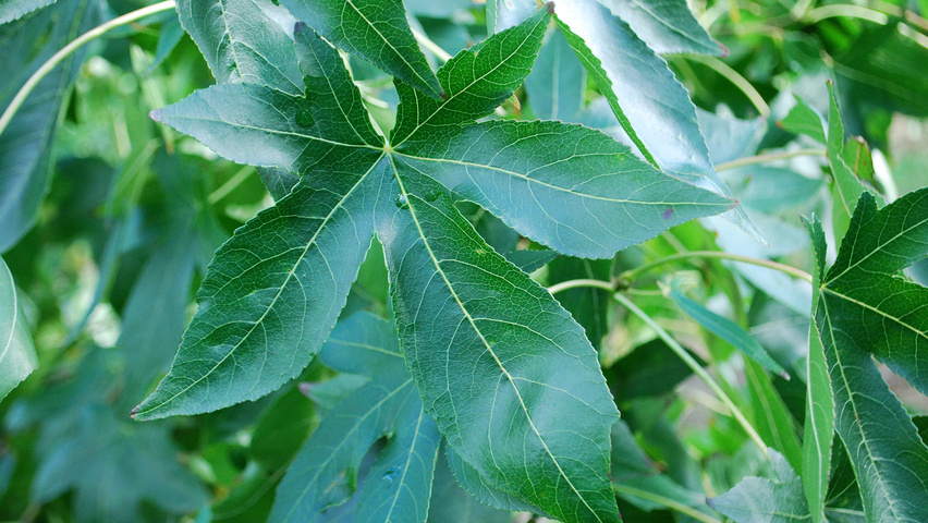 Liquidambar styraciflua 'Moraine' leaves