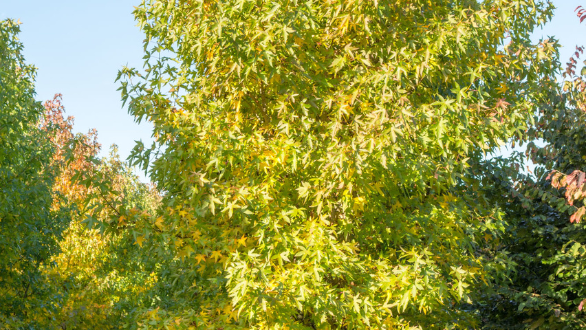Liquidambar styraciflua multi-stem