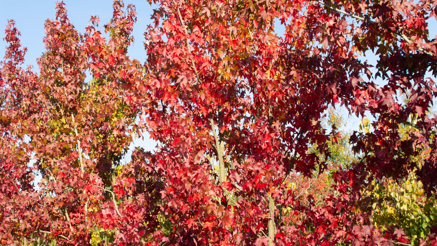 Liquidambar styraciflua multi-stem