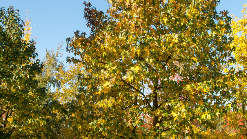 Liquidambar styraciflua multi-stem