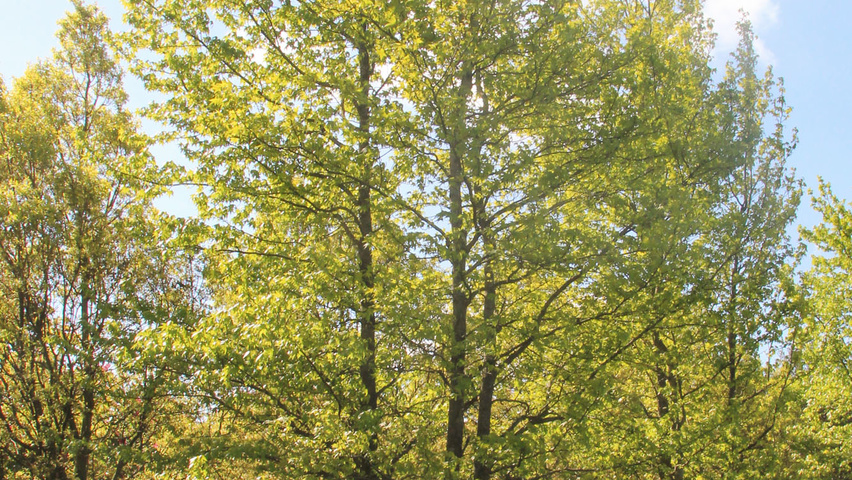 Liquidambar styraciflua multi-stem