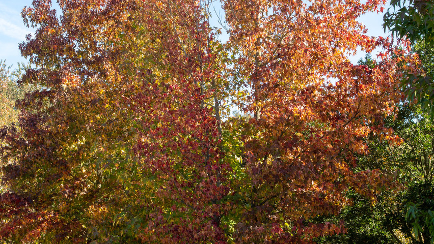 Liquidambar styraciflua multi-stem