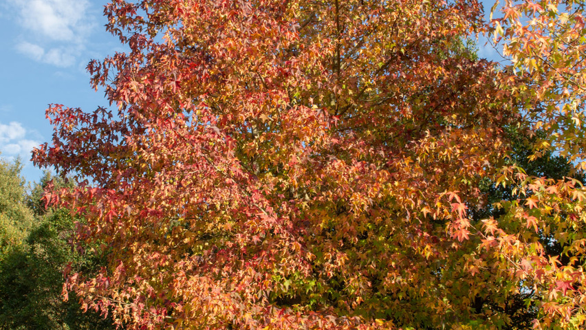 Liquidambar styraciflua multi-stem