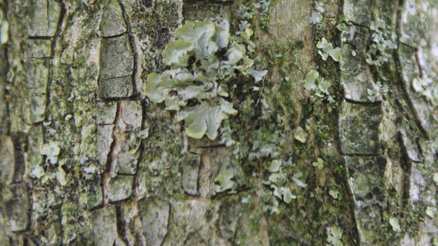 Liquidambar styraciflua 'Paarl' кора