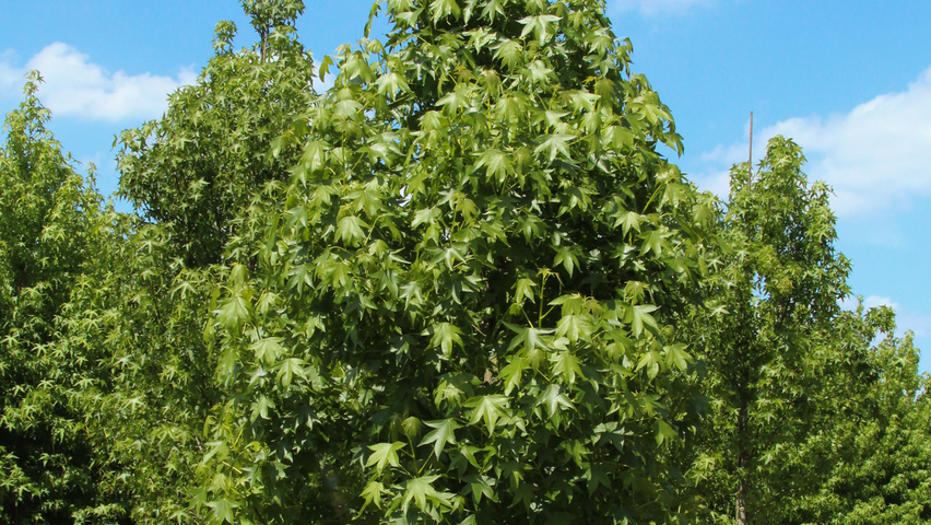 Liquidambar styraciflua 'Paarl' Деревья с центральным стволом и ветвями от земли