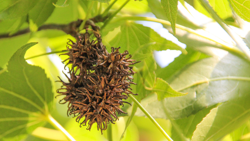 Liquidambar styraciflua 'Paarl' плоды