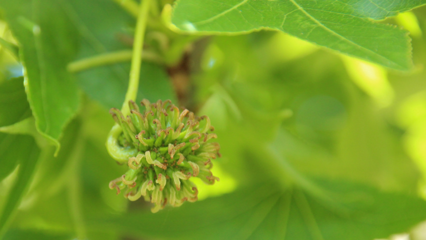 Liquidambar styraciflua 'Paarl' плоды