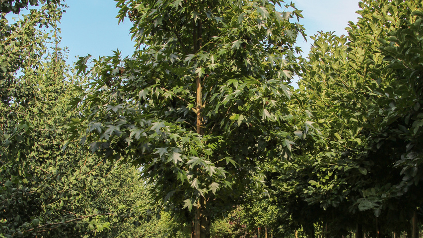 Liquidambar styraciflua 'Paarl' Деревья с высоким стволом (стандарт)