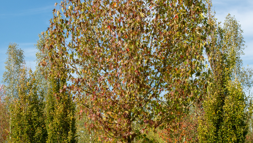 Liquidambar styraciflua 'Paarl' Деревья с высоким стволом (стандарт)