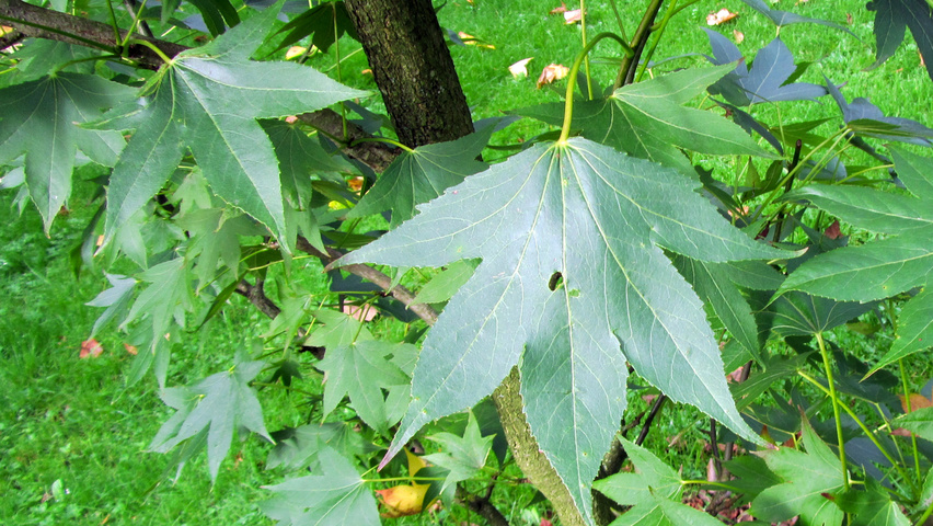 Liquidambar styraciflua 'Paarl' листья