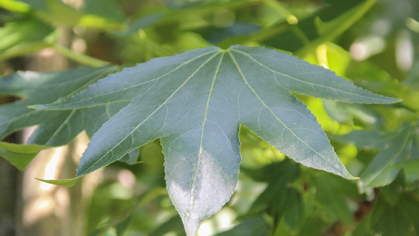 Liquidambar styraciflua 'Paarl' листья