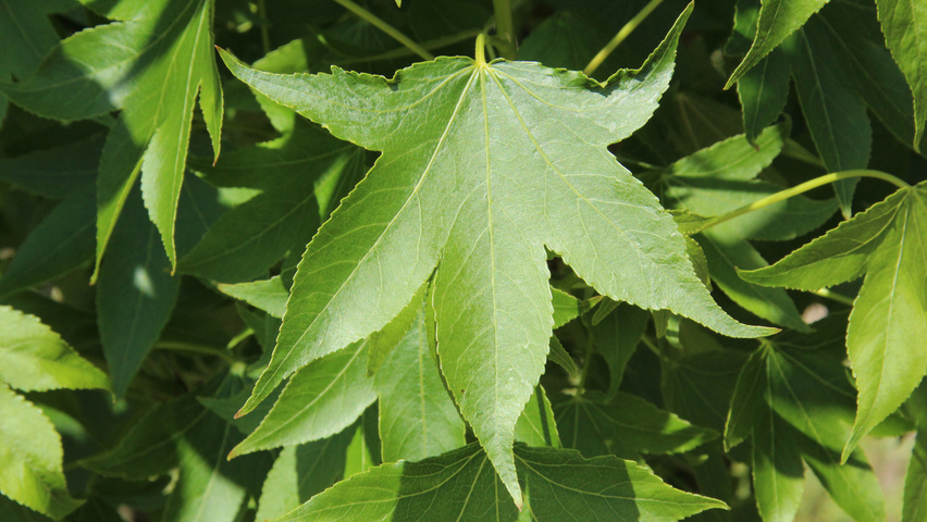 Liquidambar styraciflua 'Paarl' листья