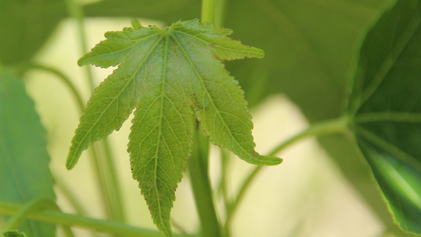 Liquidambar styraciflua 'Paarl' листья