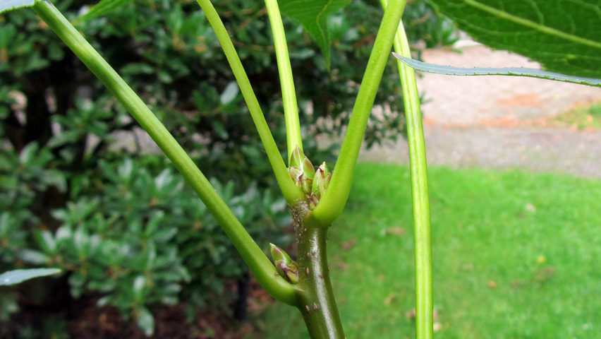 Liquidambar styraciflua 'Paarl' ветви
