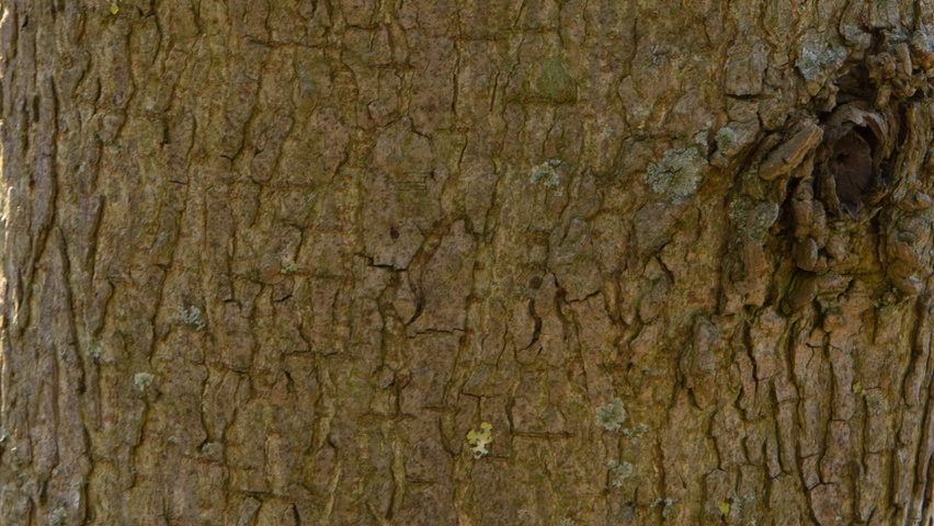 Liquidambar styraciflua 'Palo Alto' kora