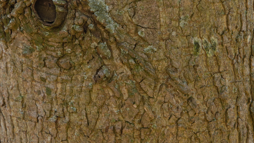 Liquidambar styraciflua 'Palo Alto' kora