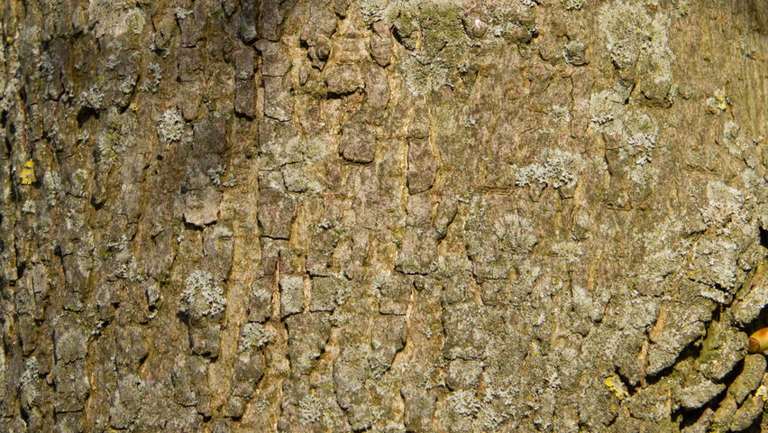 Liquidambar styraciflua 'Palo Alto' kora