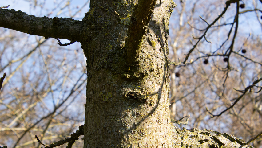 Liquidambar styraciflua 'Palo Alto' kora