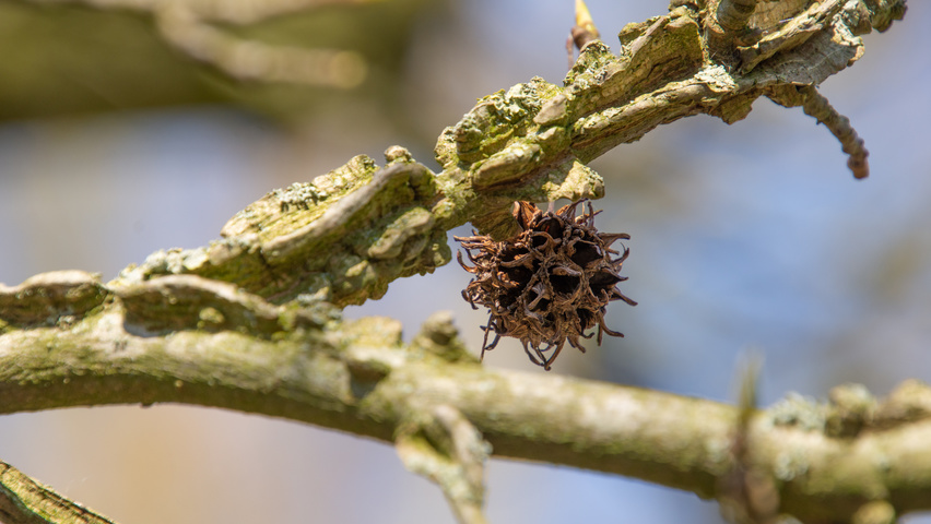 Liquidambar styraciflua 'Palo Alto' owoce