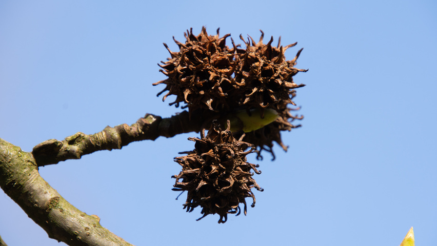 Liquidambar styraciflua 'Palo Alto' owoce