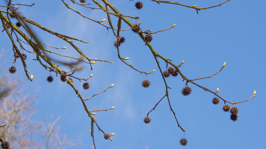 Liquidambar styraciflua 'Palo Alto' owoce