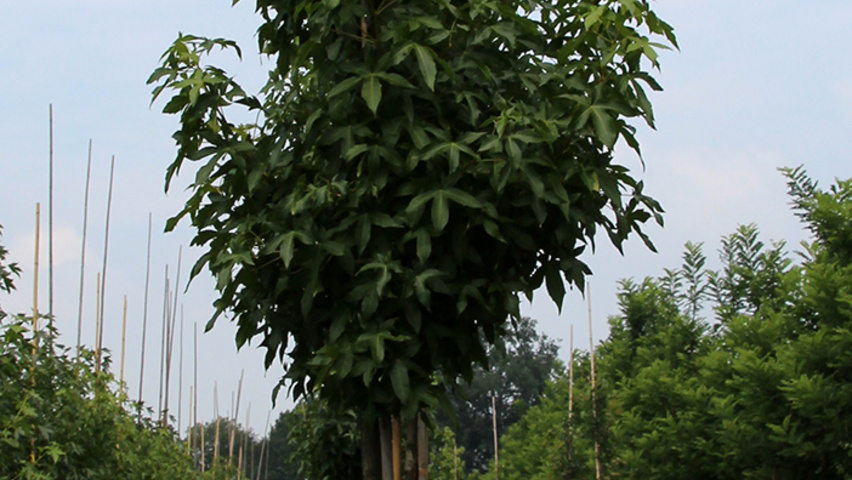 Liquidambar styraciflua 'Palo Alto' pienne