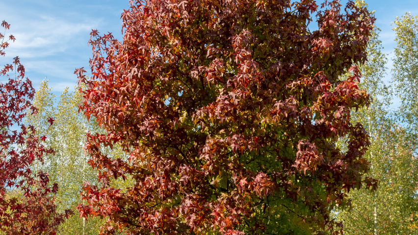 Liquidambar styraciflua 'Palo Alto' pienne