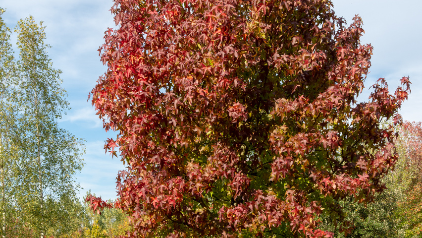Liquidambar styraciflua 'Palo Alto' pienne