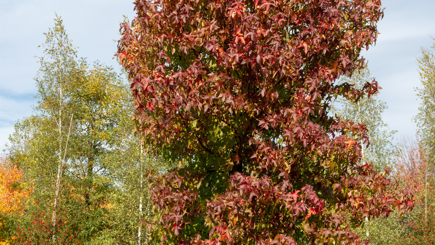 Liquidambar styraciflua 'Palo Alto' pienne