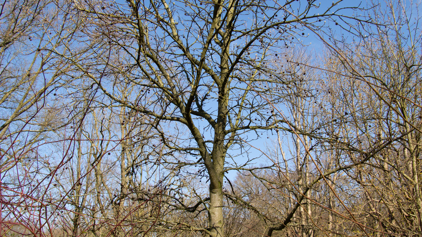 Liquidambar styraciflua 'Palo Alto' pienne