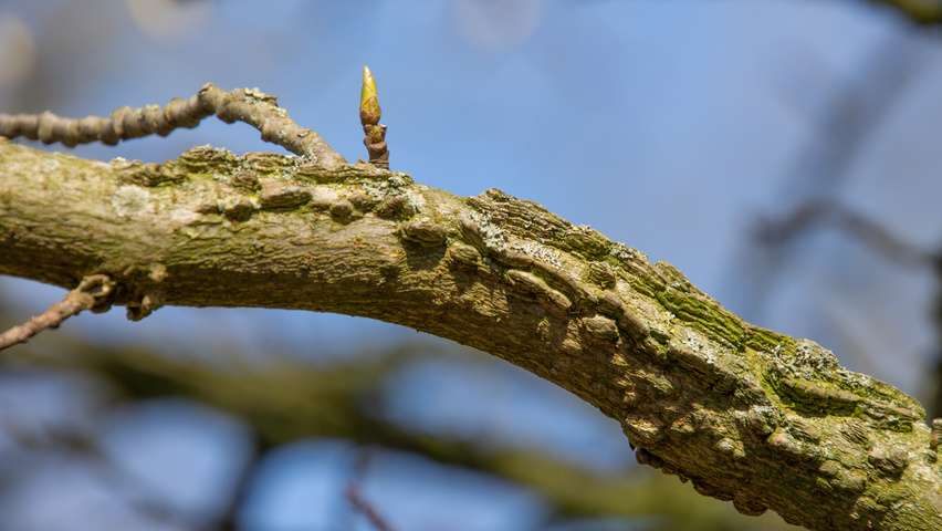 Liquidambar styraciflua 'Palo Alto' pędy