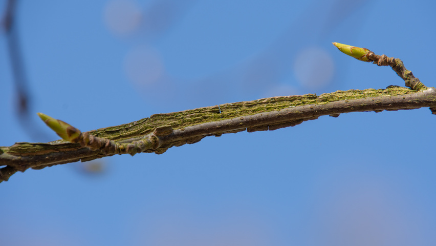 Liquidambar styraciflua 'Palo Alto' pędy