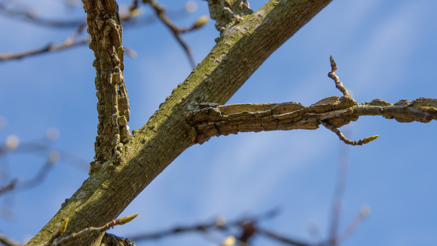 Liquidambar styraciflua 'Palo Alto' pędy