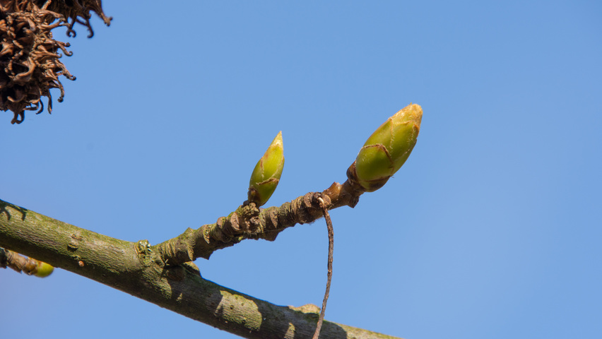 Liquidambar styraciflua 'Palo Alto' pędy