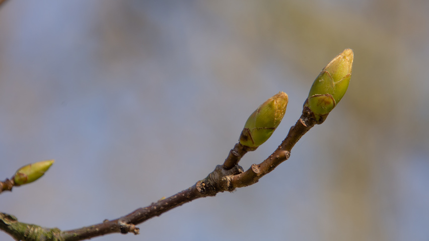 Liquidambar styraciflua 'Palo Alto' pędy