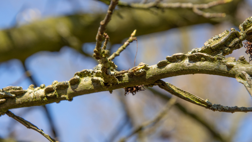 Liquidambar styraciflua 'Palo Alto' pędy