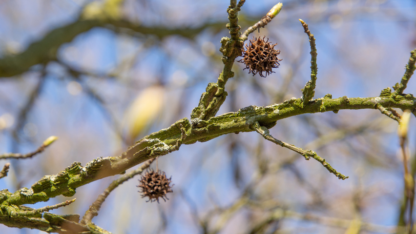 Liquidambar styraciflua 'Palo Alto' pędy
