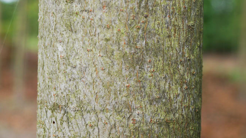 Liquidambar styraciflua 'Parasol' bast