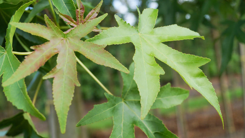 Liquidambar styraciflua 'Parasol' blad