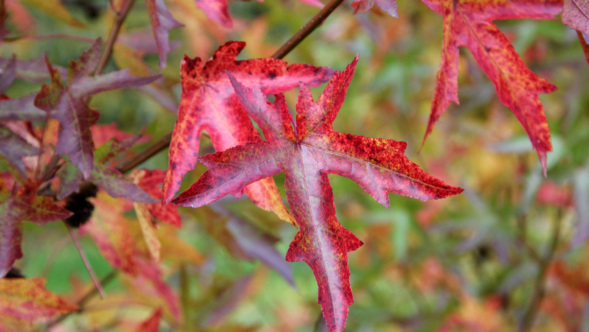 Liquidambar styraciflua 'Pasquali Fastigiata' autumn leaves