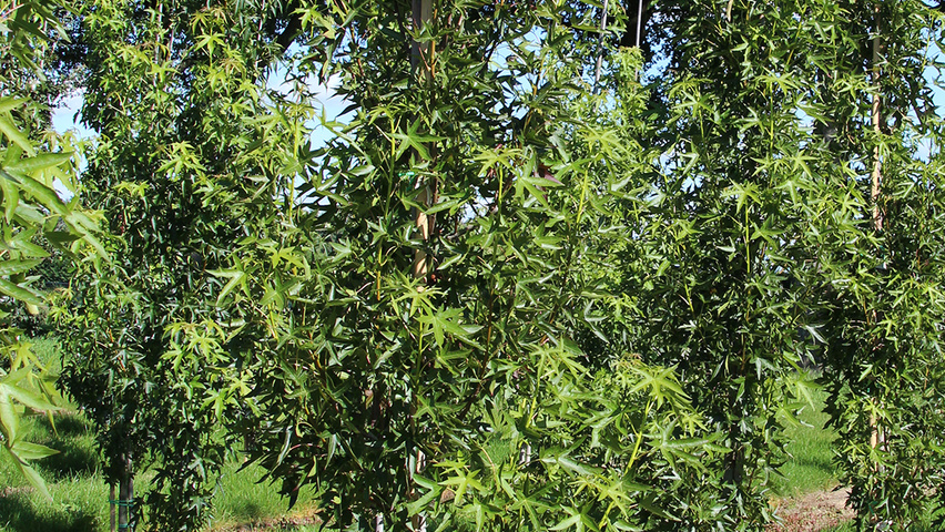 Liquidambar styraciflua 'Pasquali Fastigiata' feathered