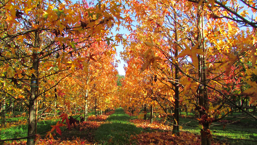 Liquidambar styraciflua 'Pasquali Fastigiata' feathered